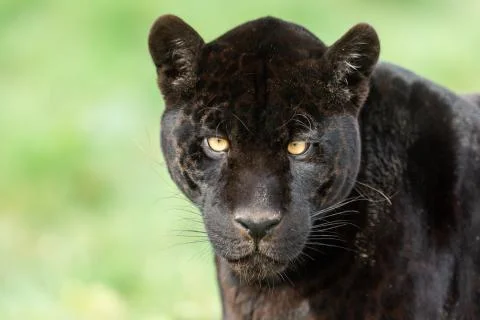 Portrait of a black jaguar in the forest 写真素材