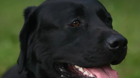 Portrait of black labrador Stock Footage 51324730