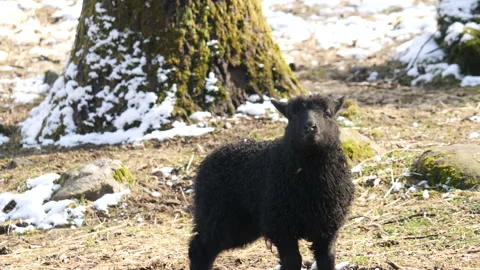 Portrait of Black Lamb Sheep Looking Around at Winter Stock Footage 200231366