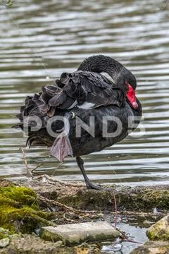Portrait of a Black necked Swan grooming on the river bank Stock Photos