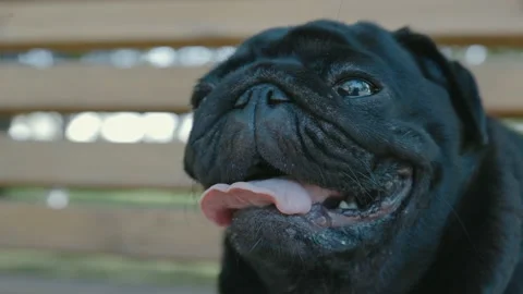 Portrait of a black pug close-up, stuck out his tongue hot, summer Stock Footage 156549364