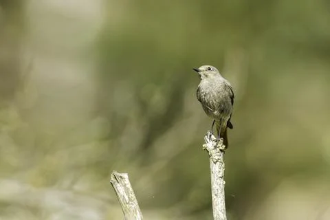 Portrait of a black redstart Stock Photos