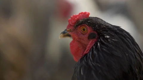 Portrait of a black rooster in profile Stock Footage 88838882