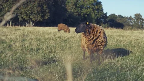 Portrait of a black sheep Stock Footage 160173614