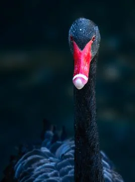 Portrait of a Black Swan Stock Photos