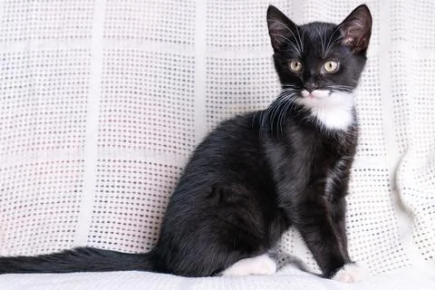 Portrait of black white fluffy longhair mongrel cat kitten pussycat sitting.. Stock Photos