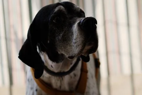 Portrait of a black white pointer. Stock Photos