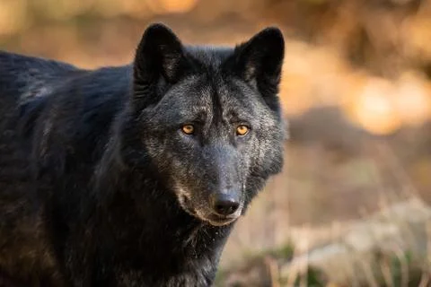Portrait of black wolf in the forest Stock Photos