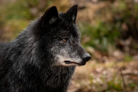 Portrait of black wolf in the forest Stock Photos