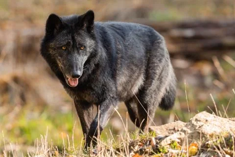 Portrait of black wolf in the forest Stock Photos