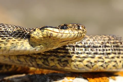 Portrait of blotched snake, macro image ( Elaphe sauromates ) Stock Photos
