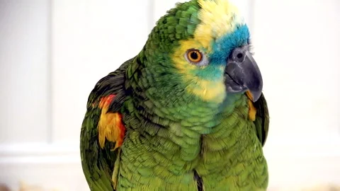 Portrait of The blue-fronted amazon parrot Stock Footage 322511630