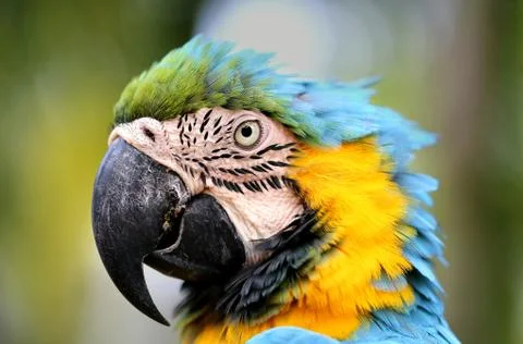 Portrait of a blue parrot Foto stock