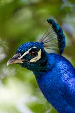 Portrait of blue peacock, Pavo cristatus Stock Photos