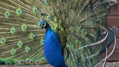 Portrait of a blue peacock with a spread tail Video stock 197557247