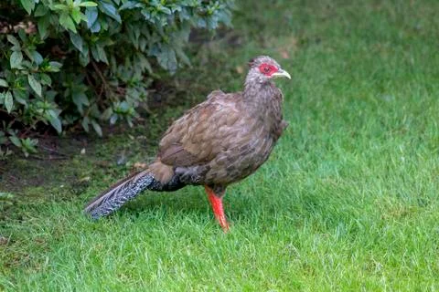 Portrait of blue pheasant. Stock Photos
