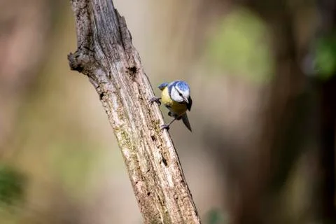 A portrait of a blue tit holding on to a scewed branch of a tree. Stock Photos