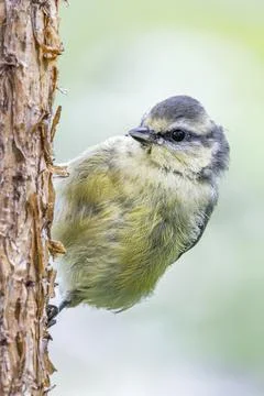 Portrait of Bluetit on Scots pine tree Stock Photos