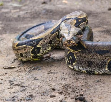 Portrait of a boa constrictor Stock Photos