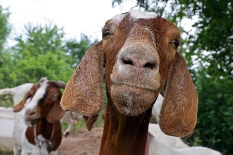 Portrait of boer goat Foto stock