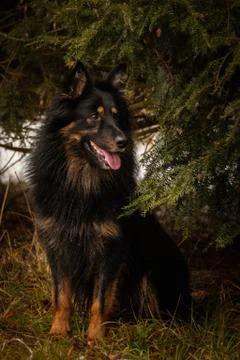 Portrait of Bohemian Shepherd under the pine. Stock Photos