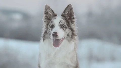 Portrait of border collie Stock Footage 70960435