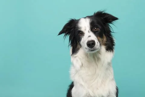 Portrait of border collie looking at the camera on a turquoise blue backgroun Stock Photos