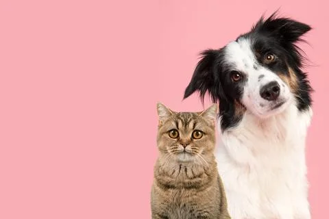 Portrait of border collie looking at the camera on a turquoise blue backgroun Stock Photos