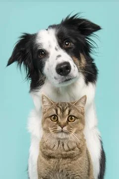 Portrait of border collie looking at the camera on a turquoise blue backgroun Stock Photos