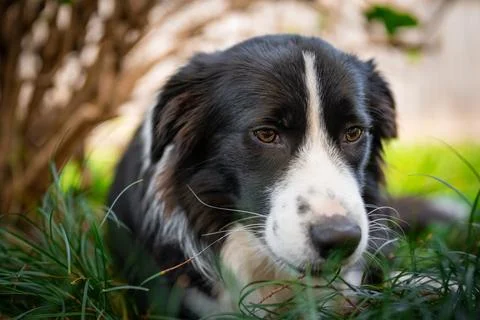 Portrait of a Border Collie lying on the grass Stock Photos