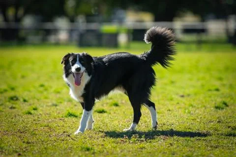 Portrait of a Border Collie Stock Photos