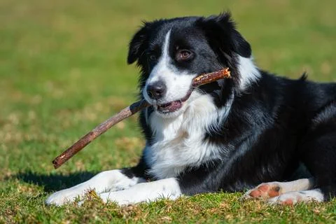 Portrait of a Border Collie Stock Photos