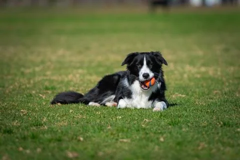 Portrait of a Border Collie Stock Photos