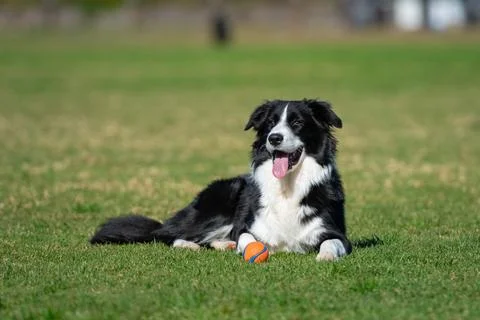 Portrait of a Border Collie Stock Photos
