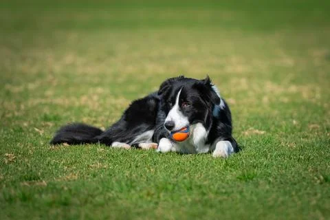 Portrait of a Border Collie Stock Photos