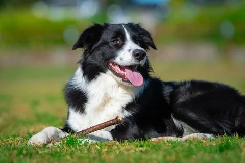 Portrait of a Border Collie Stock Photos