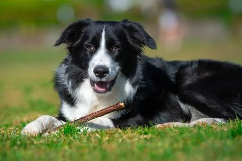 Portrait of a Border Collie Stock Photos