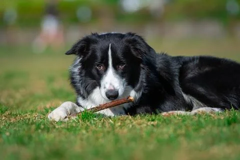 Portrait of a Border Collie Foto stock