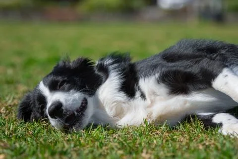 Portrait of a Border Collie Stock Photos