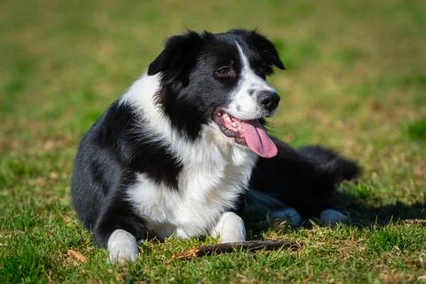Portrait of a Border Collie Stock Photos