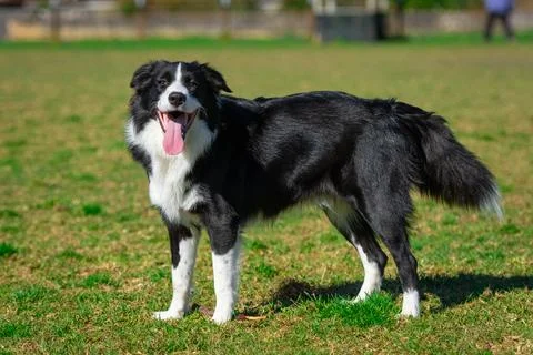 Portrait of a Border Collie Stock Photos
