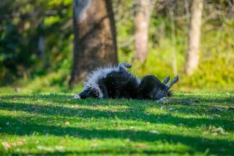 Portrait of a Border Collie rolling on his back Stock Photos