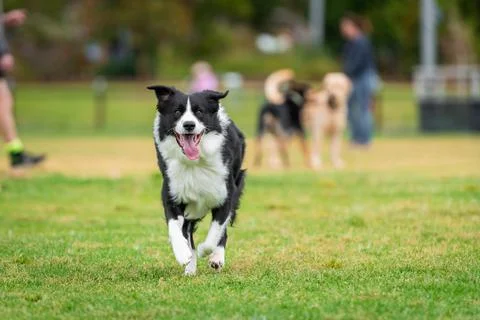 Portrait of a Border Collie running in the dog park Stock Photos