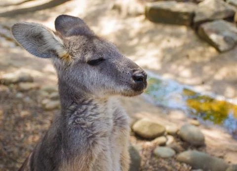 Portrait of a bored Kangaroo at Featherdale Wildlife Park Stock Photos
