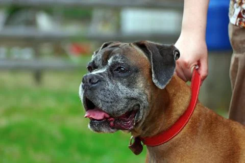 Portrait of a boxer breed Stock Photos
