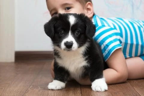 Portrait of a boy with a dog Stock Photos