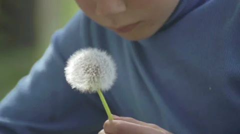 Portrait of a boy with a flower dandelion. Stock Footage 62834767