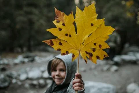 Portrait of boy showing maple leaf at Yosemite National Park during autumn Foto stock