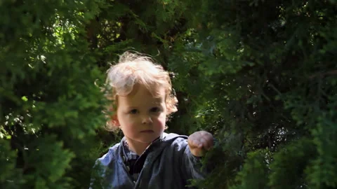 Portrait of boy touching the thuja branches, toddler is tearing a leaf from tree Vídeos de archivo 278064054