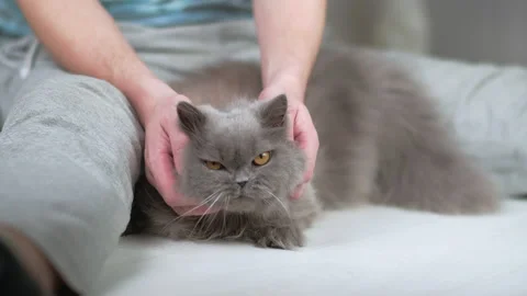 Portrait of a british cat being stroked by a man sitting on the floor 스톡 동영상 154206318